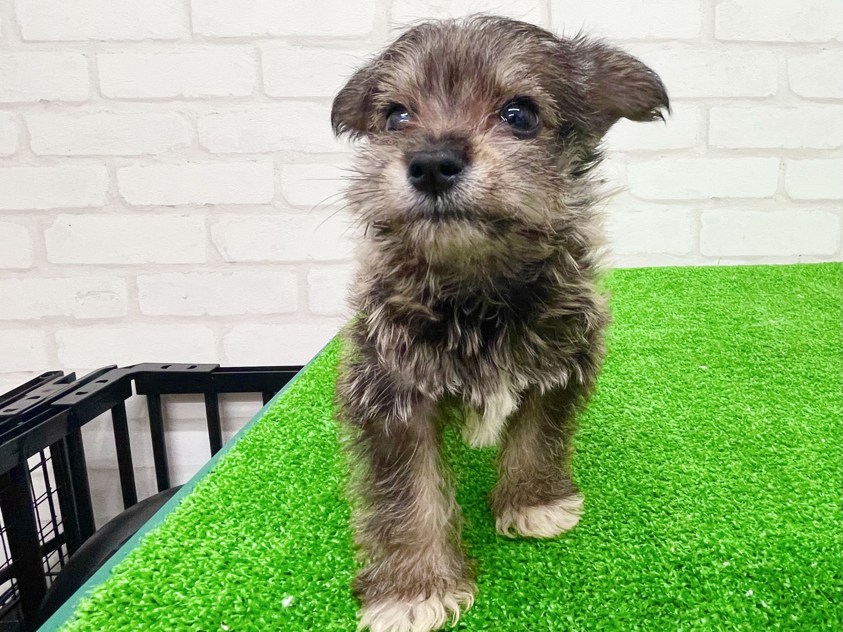 東京都のシュナプー(シュナウザー×プードル) (かねだい立川店/2025年8月29日生まれ/男の子/ソルトペッパー)の子犬の2枚目の画像