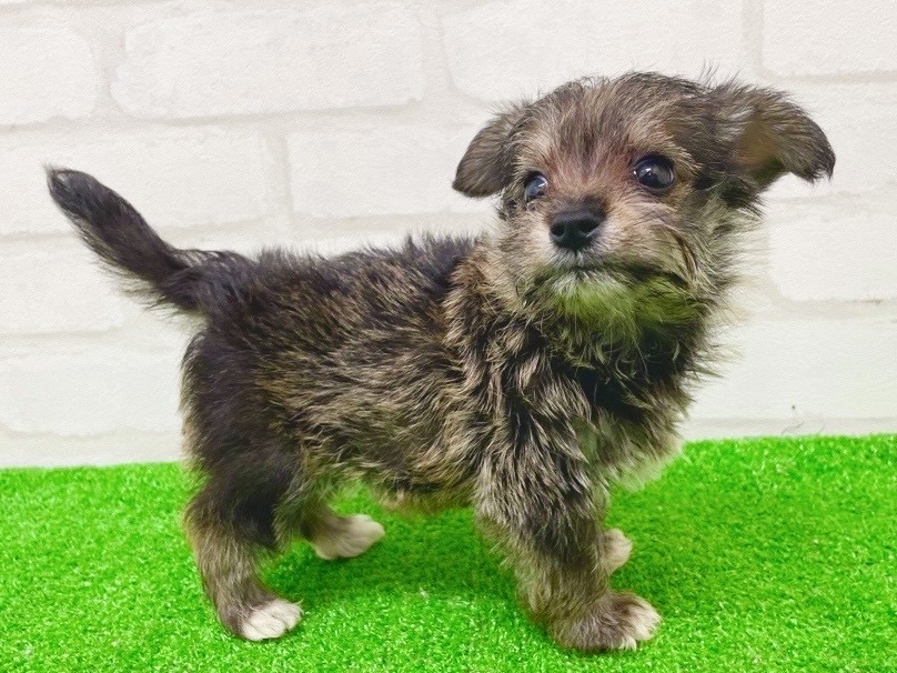 東京都のシュナプー(シュナウザー×プードル) (かねだい立川店/2025年8月29日生まれ/男の子/ソルトペッパー)の子犬の4枚目の画像