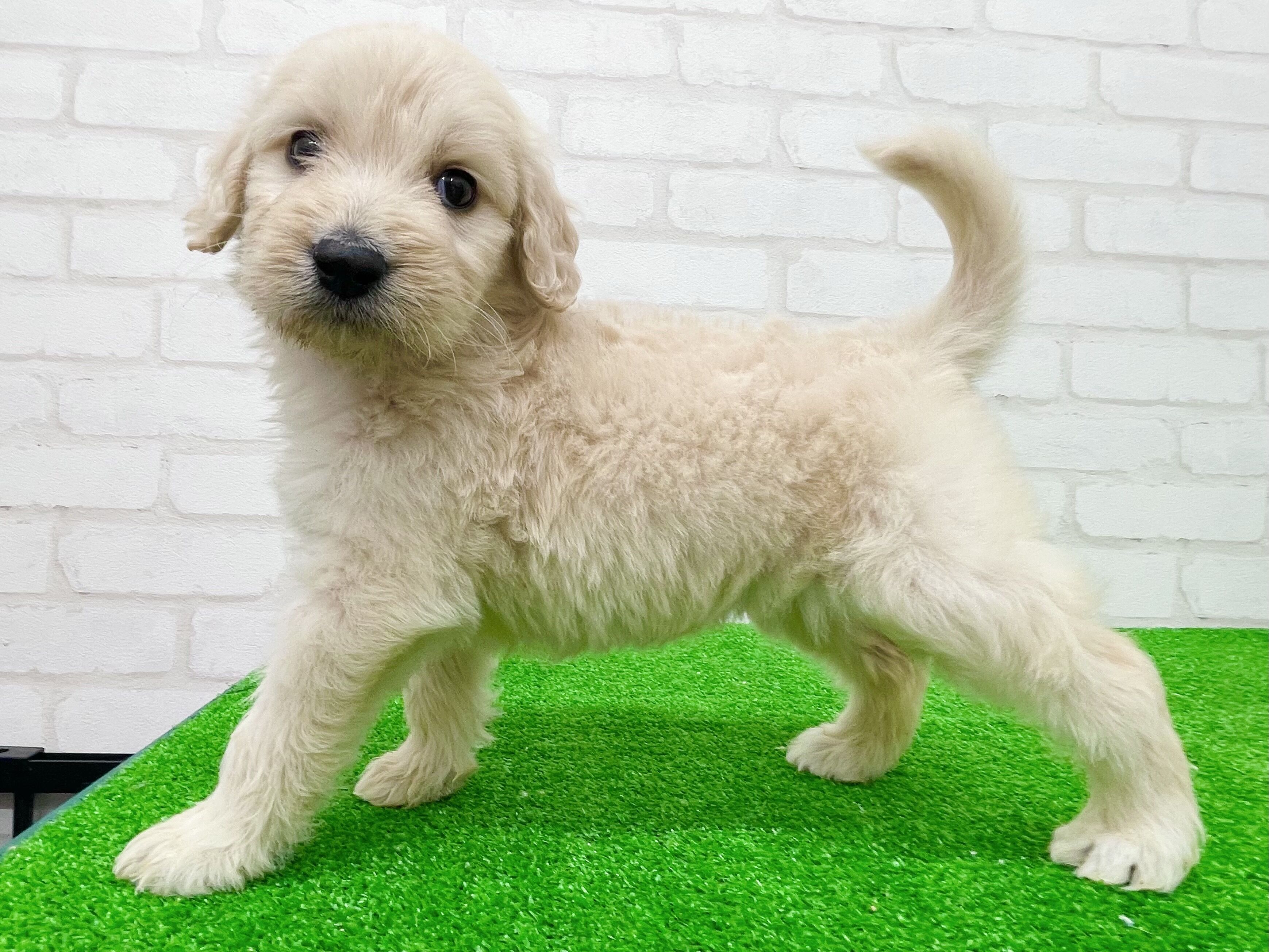 東京都のゴールデンドゥードゥル(ゴールデン×プードル) (かねだい立川店/2025年8月29日生まれ/女の子/ゴールデン)の子犬の2枚目の画像