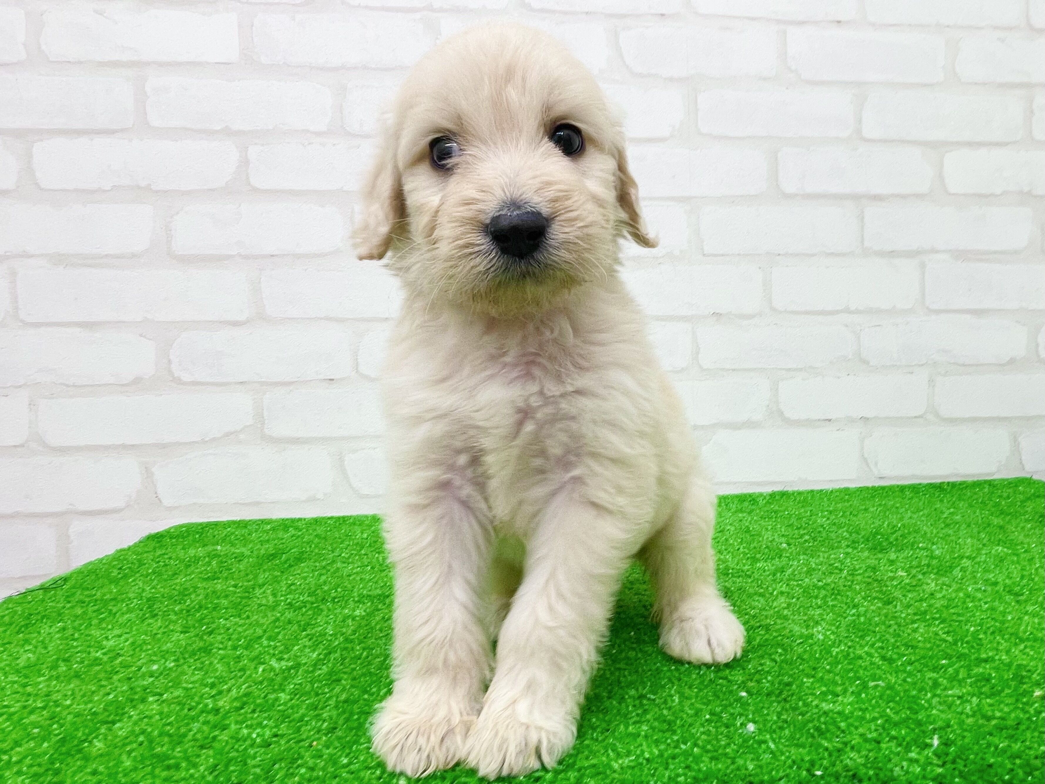 東京都のゴールデンドゥードゥル(ゴールデン×プードル) (かねだい立川店/2025年8月29日生まれ/女の子/ゴールデン)の子犬の3枚目の画像
