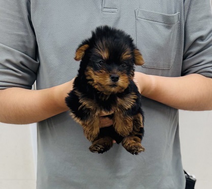 神奈川県のヨークシャーテリア (かねだい伊勢原店/2025年9月7日生まれ/女の子/スチールブルータン)の子犬