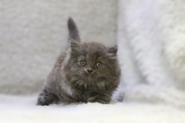 埼玉県のスコティッシュフォールド (かねだい草加店/2025年9月4日生まれ/女の子/ブルー)の子猫の1枚目の画像