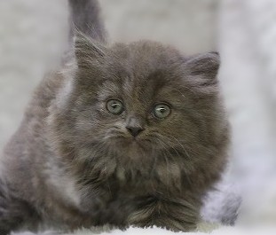 埼玉県のスコティッシュフォールド (かねだい草加店/2025年9月4日生まれ/女の子/ブルー)の子猫の2枚目の画像