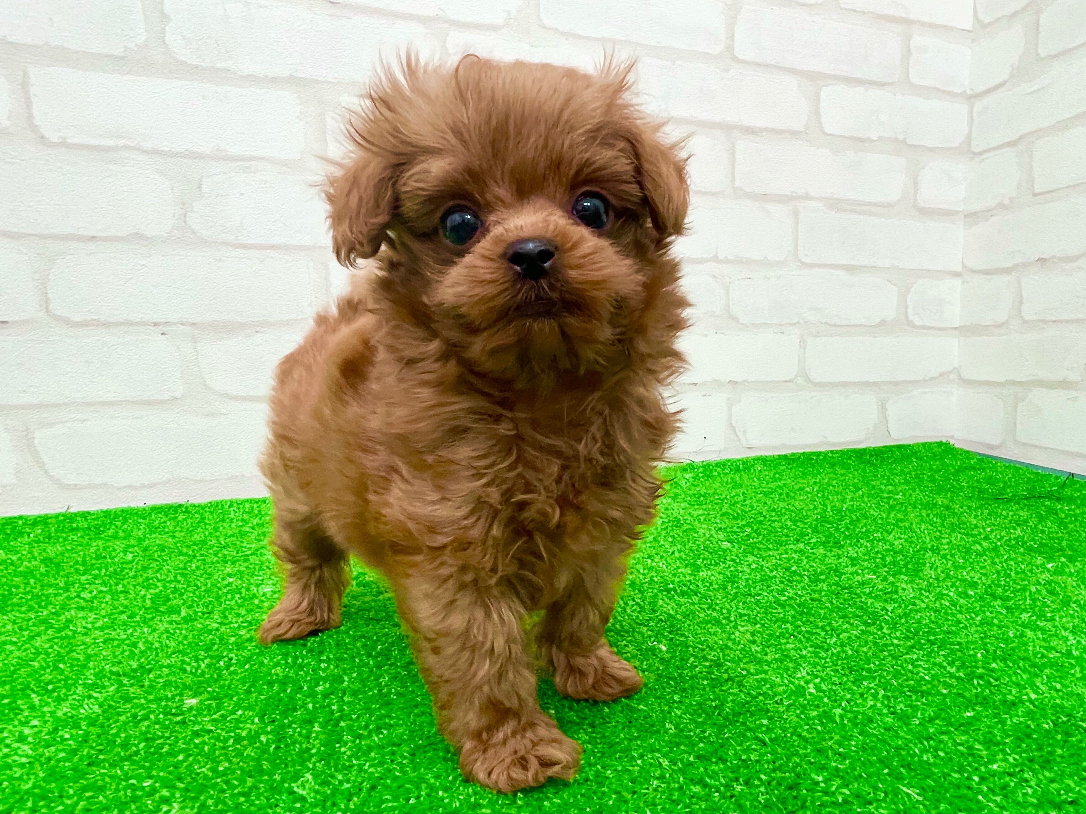 東京都のマルプー(マルチーズ×プードル) (かねだい立川店/2025年8月29日生まれ/男の子/レッド)の子犬の2枚目の画像