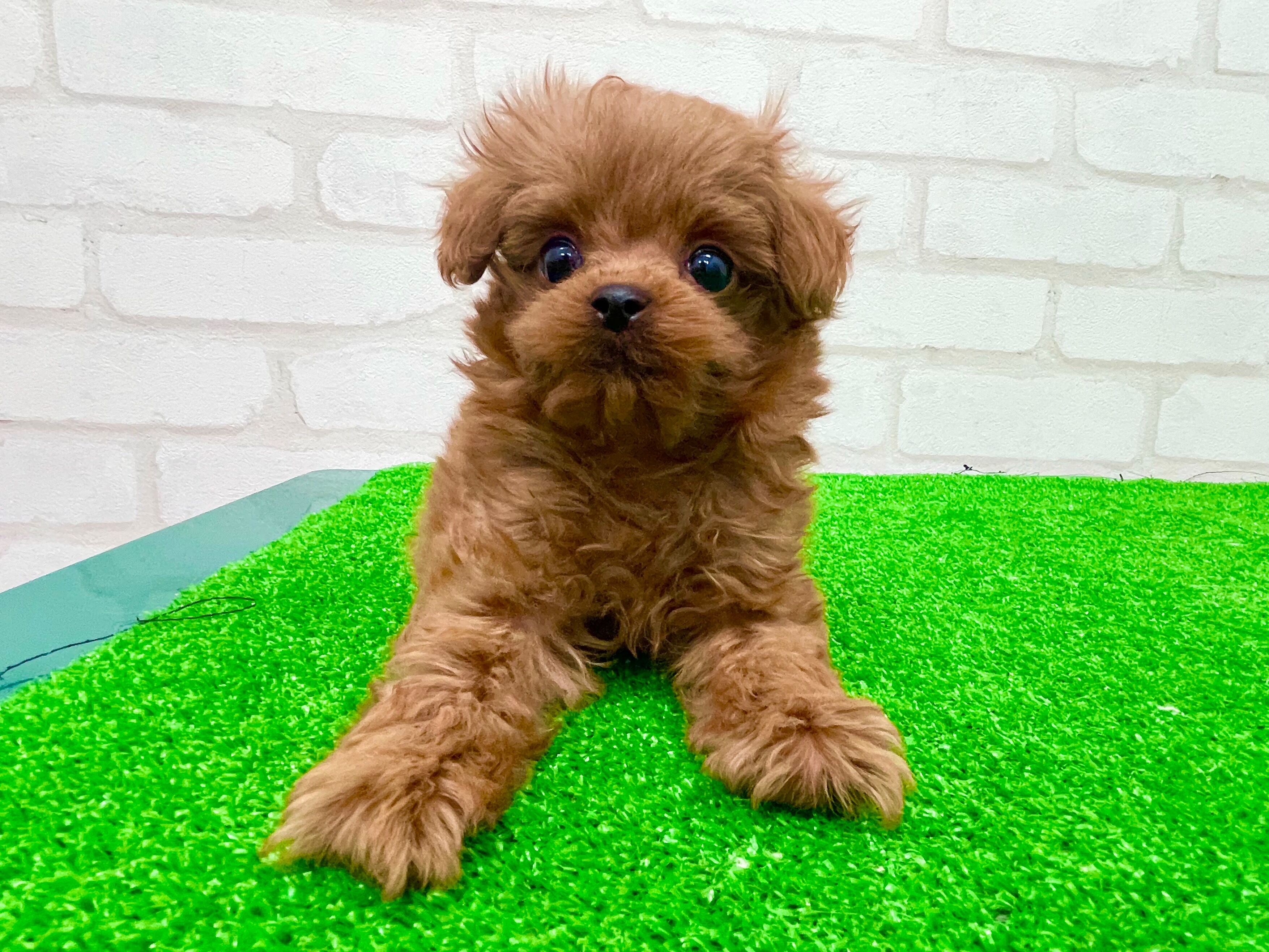 東京都のマルプー(マルチーズ×プードル) (かねだい立川店/2025年8月29日生まれ/男の子/レッド)の子犬の3枚目の画像