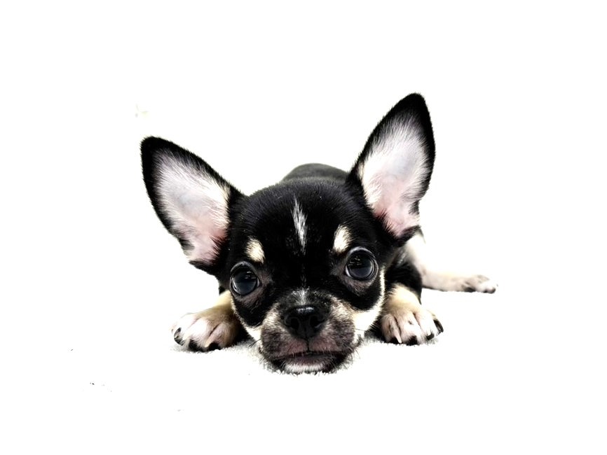 東京都のチワワ(スムース) (かねだい本町田店/2025年8月15日生まれ/男の子/ブラックタンホワイト)の子犬の1枚目の画像