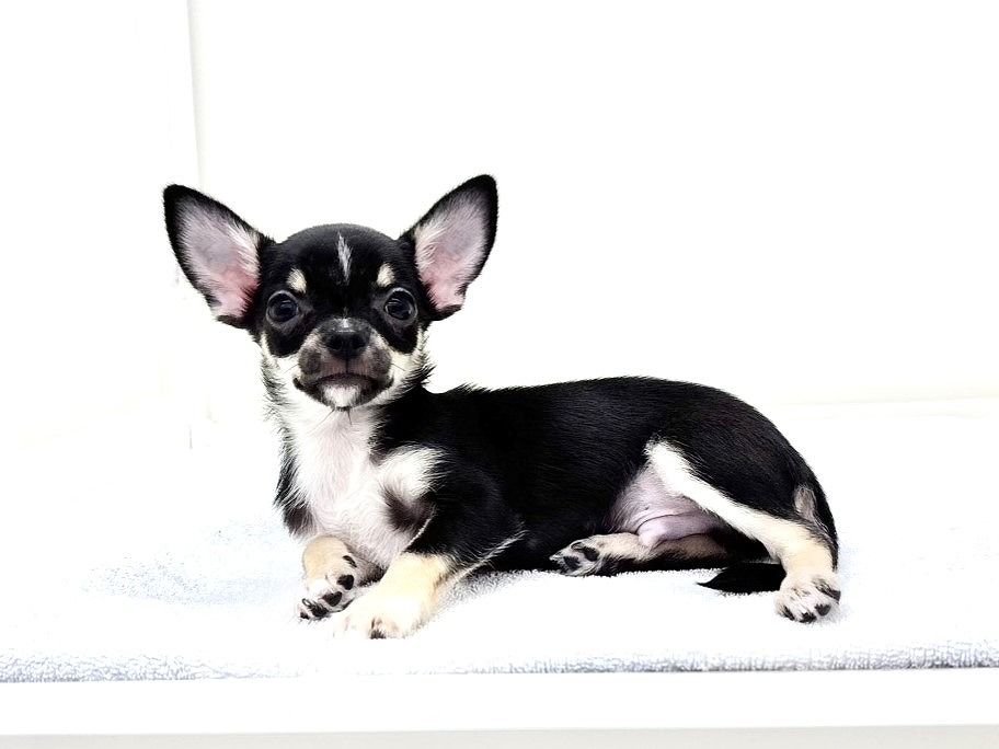 東京都のチワワ(スムース) (かねだい本町田店/2025年8月15日生まれ/男の子/ブラックタンホワイト)の子犬の2枚目の画像