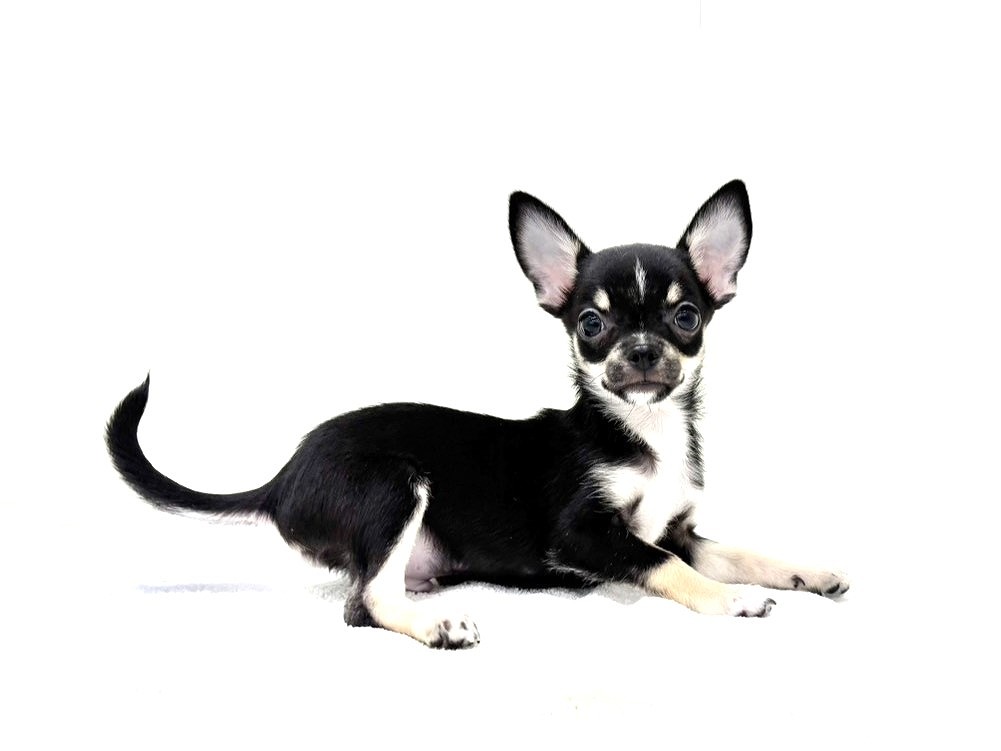 東京都のチワワ(スムース) (かねだい本町田店/2025年8月15日生まれ/男の子/ブラックタンホワイト)の子犬の3枚目の画像