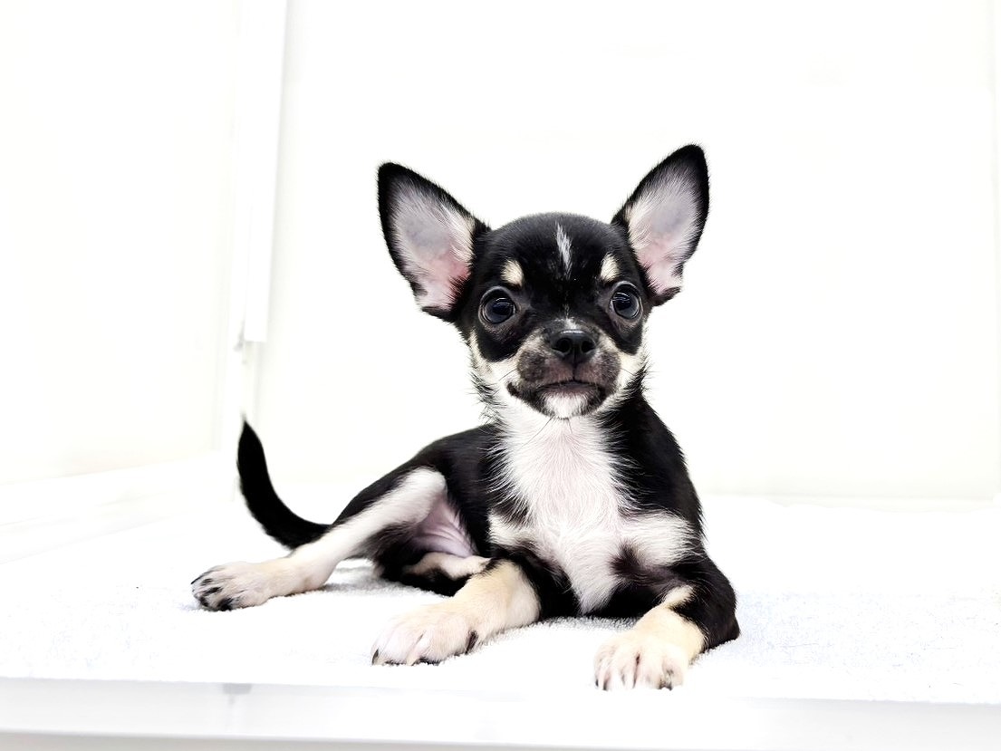 東京都のチワワ(スムース) (かねだい本町田店/2025年8月15日生まれ/男の子/ブラックタンホワイト)の子犬の4枚目の画像