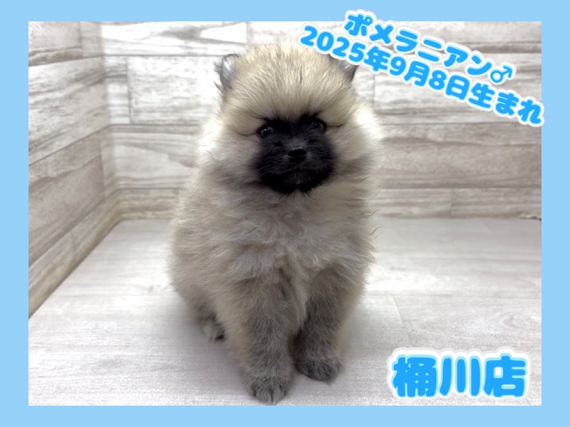 埼玉県のポメラニアン (かねだい桶川店/2025年9月8日生まれ/男の子/オレンジセーブル)の子犬の1枚目の画像