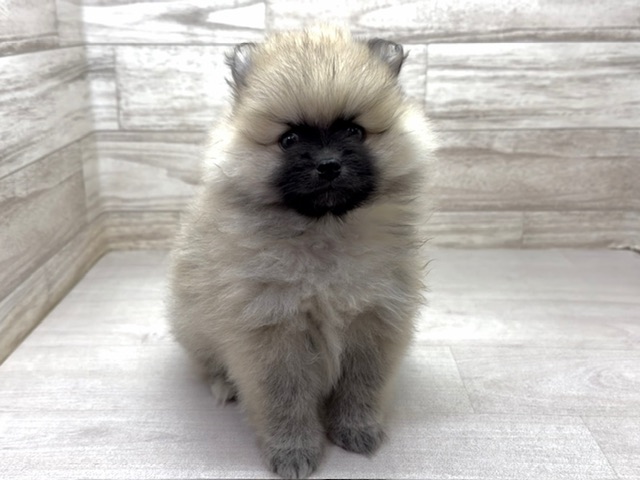 埼玉県のポメラニアン (かねだい桶川店/2025年9月8日生まれ/男の子/オレンジセーブル)の子犬の2枚目の画像