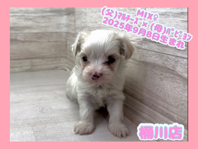埼玉県のハーフ犬・ミックス犬 (かねだい桶川店/2025年9月8日生まれ/女の子/クリーム)の子犬の1枚目の画像
