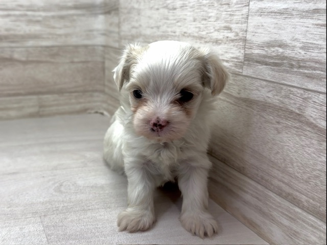 埼玉県のハーフ犬・ミックス犬 (かねだい桶川店/2025年9月8日生まれ/女の子/クリーム)の子犬の2枚目の画像