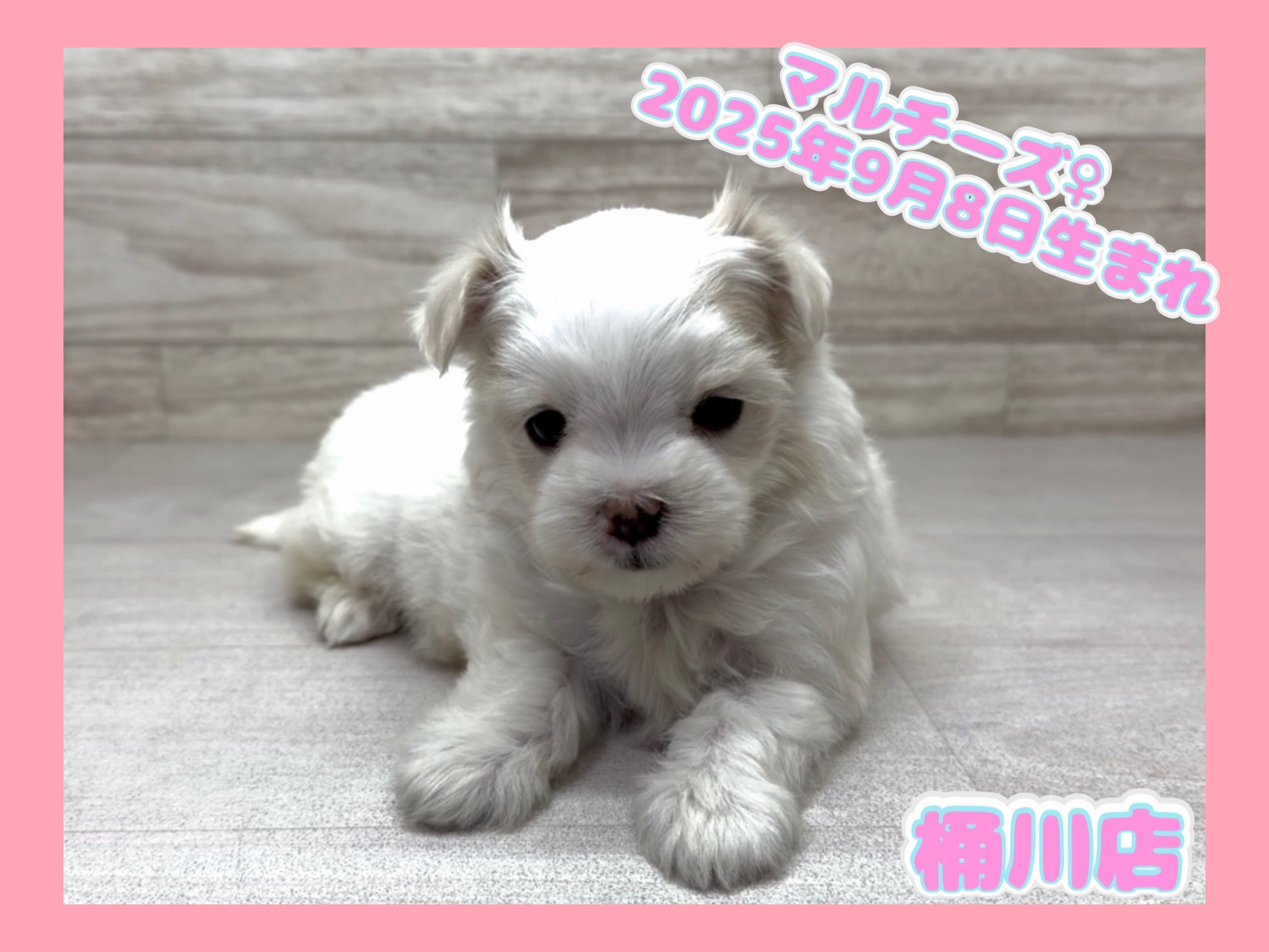 埼玉県のマルチーズ (かねだい桶川店/2025年9月8日生まれ/女の子/ホワイト)の子犬の1枚目の画像