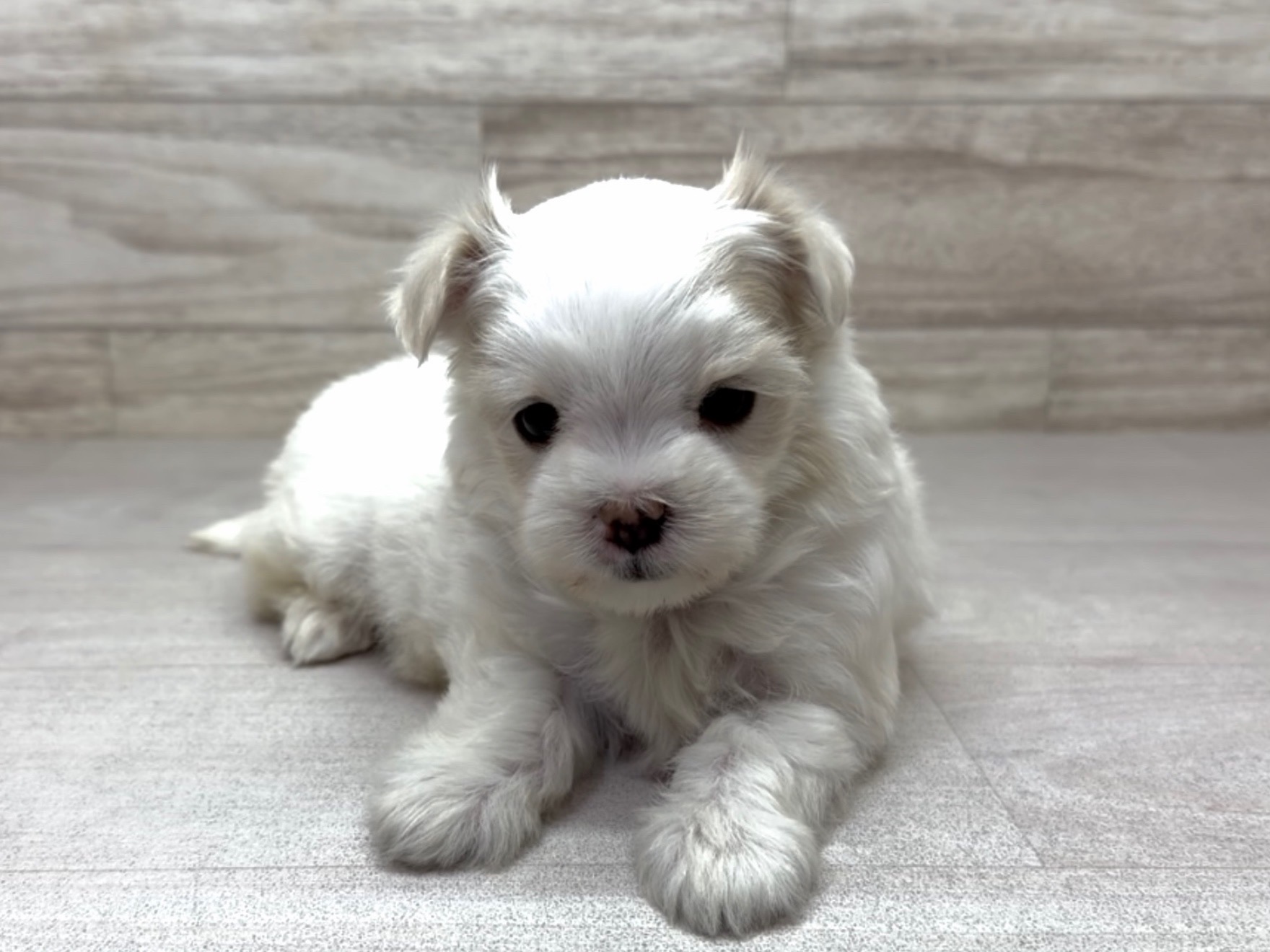 埼玉県のマルチーズ (かねだい桶川店/2025年9月8日生まれ/女の子/ホワイト)の子犬の2枚目の画像