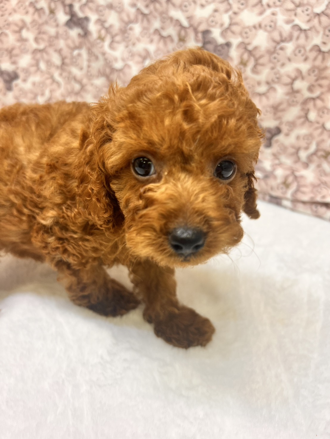 茨城県のトイプードル(トイ) (かねだいペットトライアル利根川/2025年9月5日生まれ/男の子/レッド)の子犬の1枚目の画像