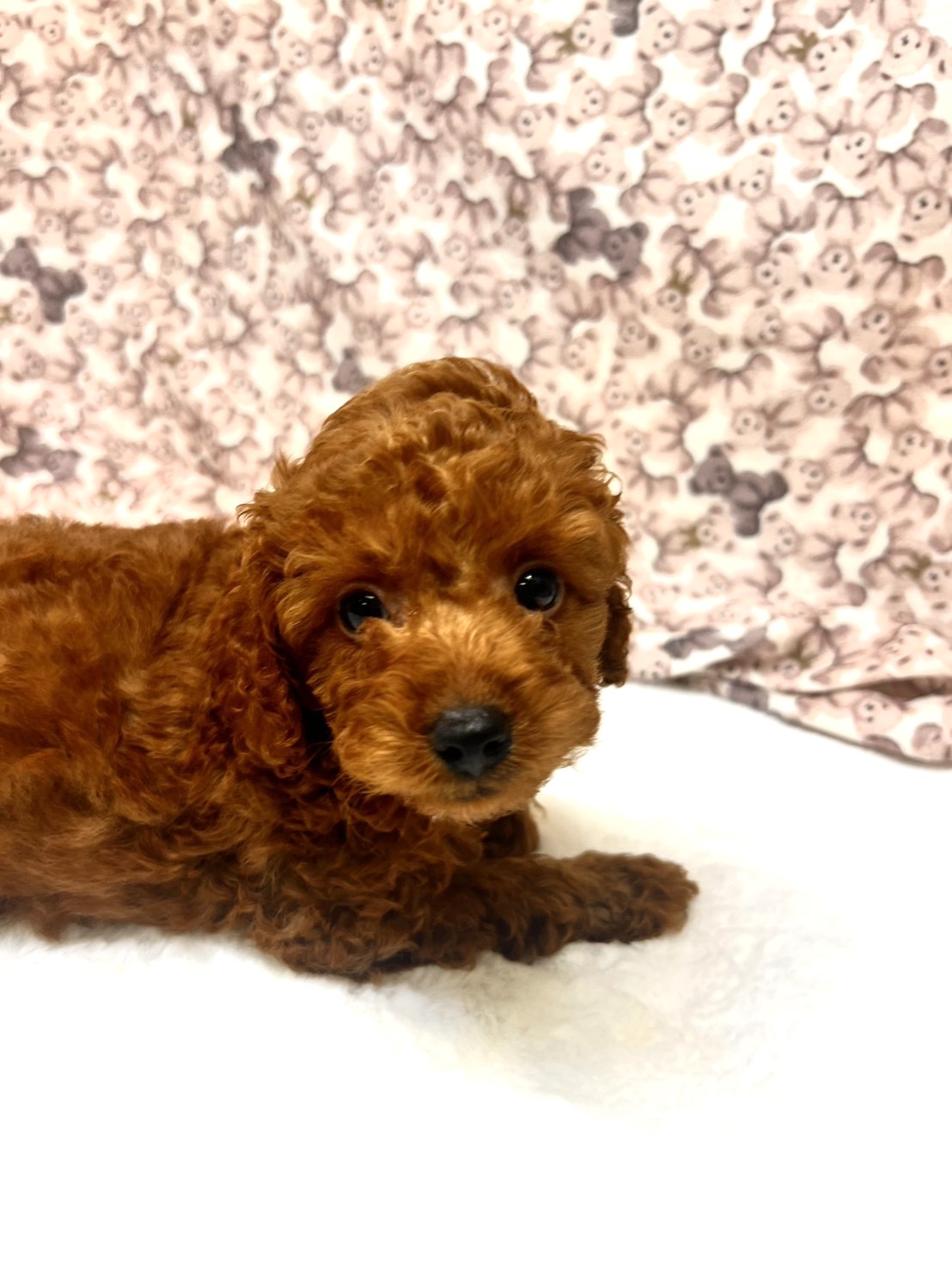 茨城県のトイプードル(トイ) (かねだいペットトライアル利根川/2025年9月5日生まれ/男の子/レッド)の子犬の2枚目の画像