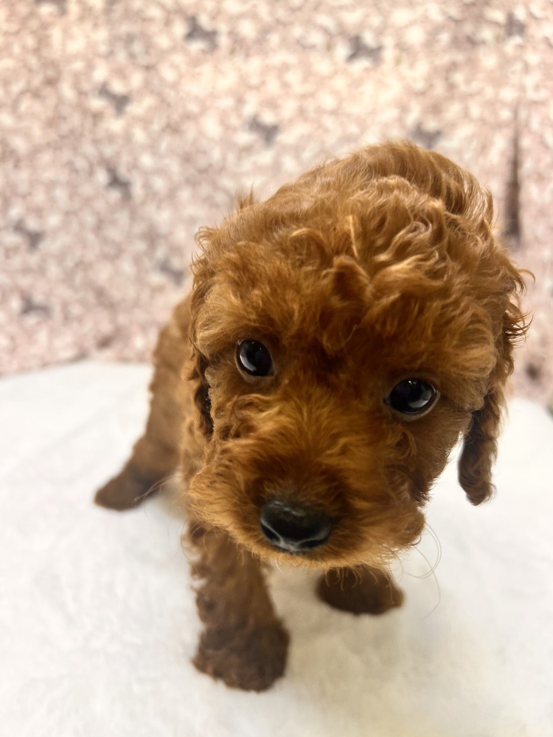 茨城県のトイプードル(トイ) (かねだいペットトライアル利根川/2025年9月5日生まれ/男の子/レッド)の子犬の3枚目の画像