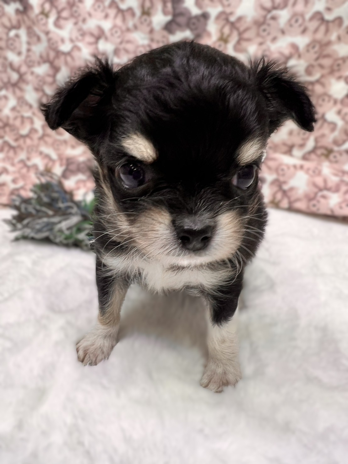 茨城県のチワワ(ロング) (かねだいペットトライアル利根川/2025年9月6日生まれ/男の子/ブラックタンホワイト)の子犬の1枚目の画像