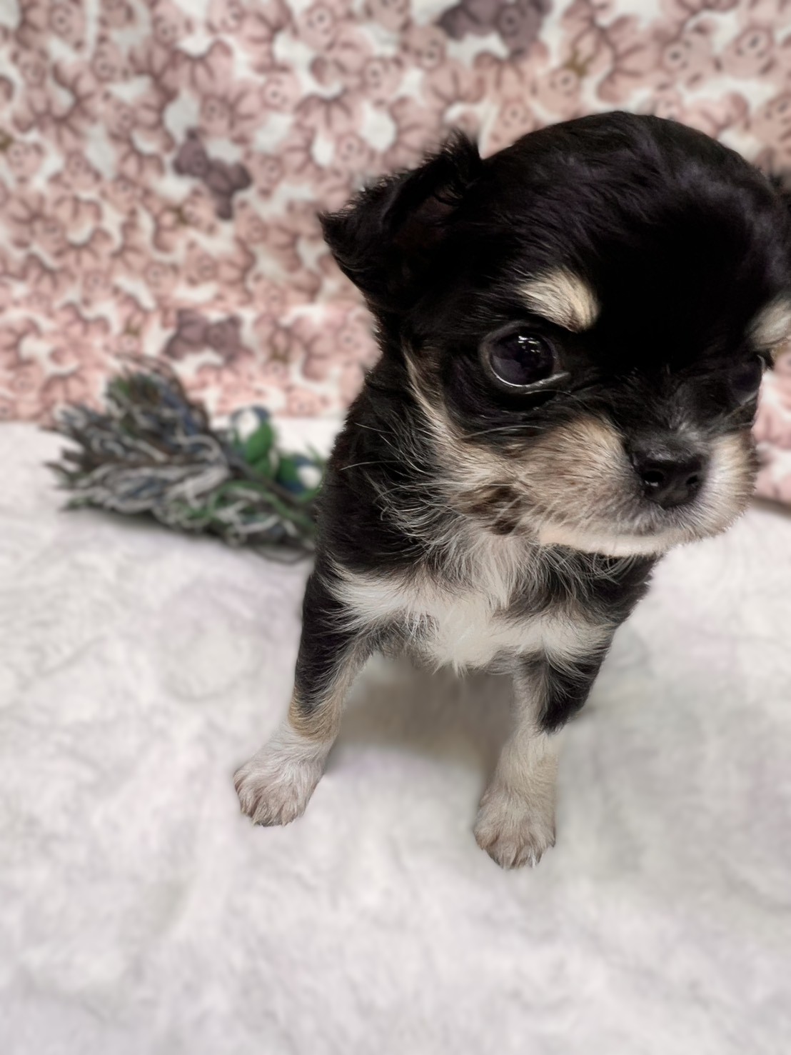 茨城県のチワワ(ロング) (かねだいペットトライアル利根川/2025年9月6日生まれ/男の子/ブラックタンホワイト)の子犬の2枚目の画像