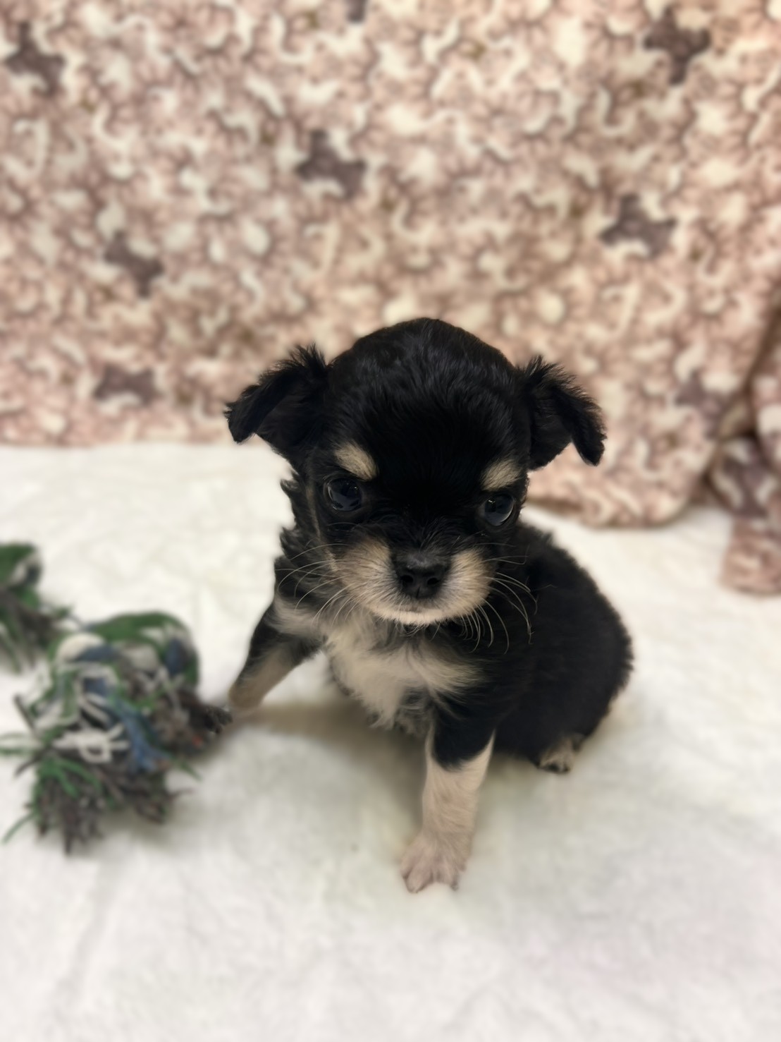 茨城県のチワワ(ロング) (かねだいペットトライアル利根川/2025年9月6日生まれ/男の子/ブラックタンホワイト)の子犬の3枚目の画像