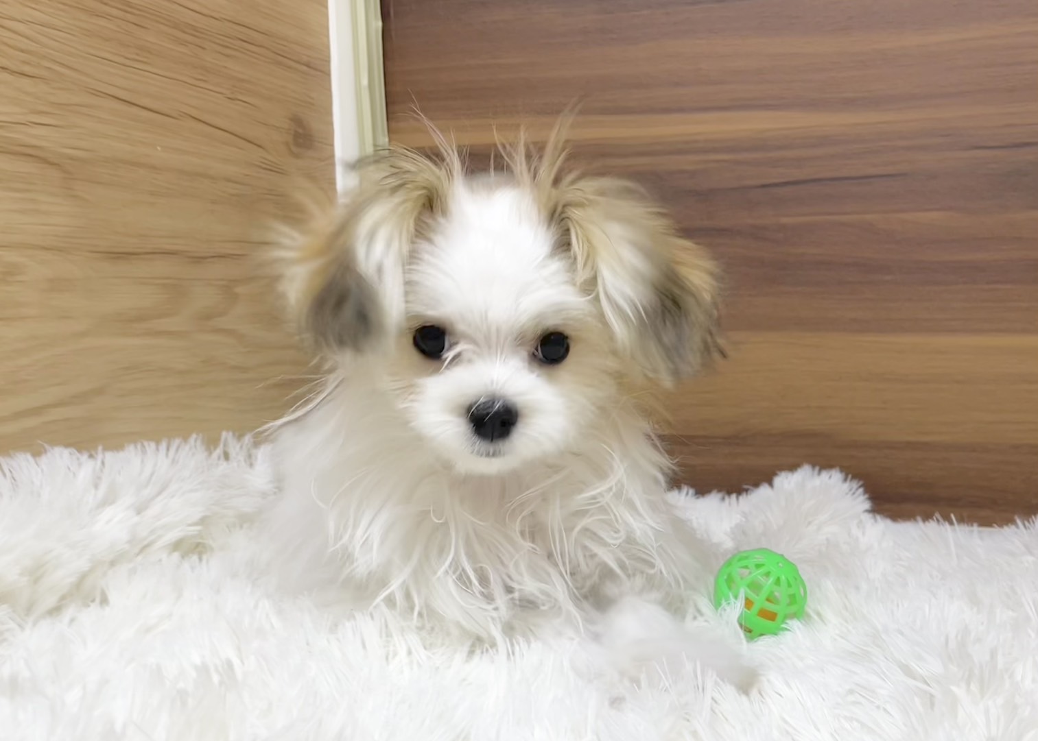 群馬県のマルチーズ×パピヨン (かねだいペットトライアル桐生/2025年6月9日生まれ/女の子/ホワイトブラウン)の子犬の1枚目の画像