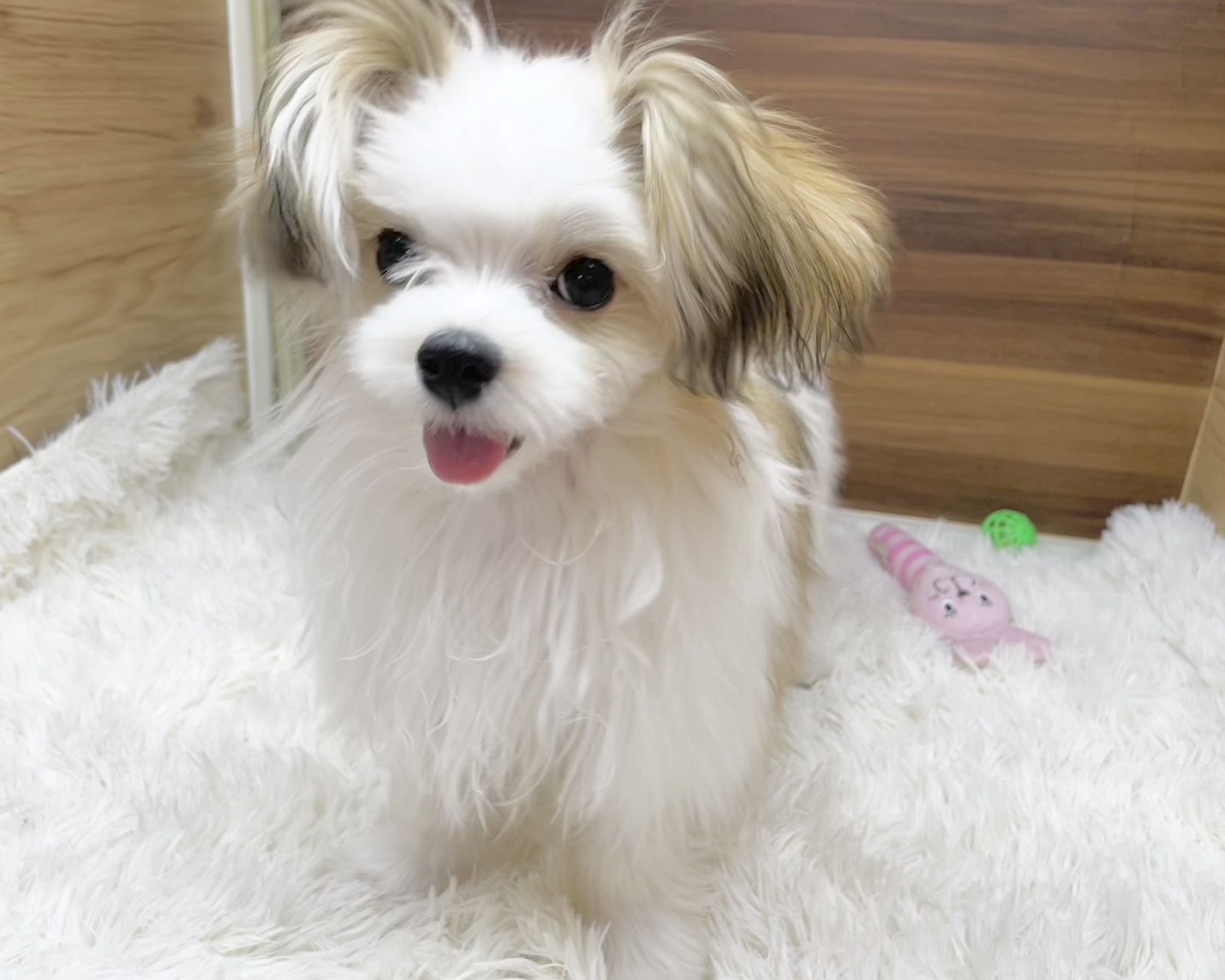 群馬県のマルチーズ×パピヨン (かねだいペットトライアル桐生/2025年6月9日生まれ/女の子/ホワイトブラウン)の子犬の3枚目の画像