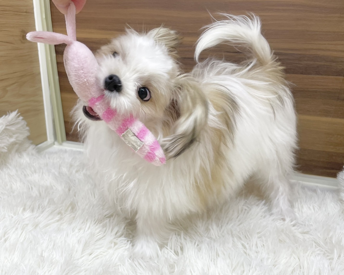 群馬県のマルチーズ×パピヨン (かねだいペットトライアル桐生/2025年6月9日生まれ/女の子/ホワイトブラウン)の子犬の4枚目の画像