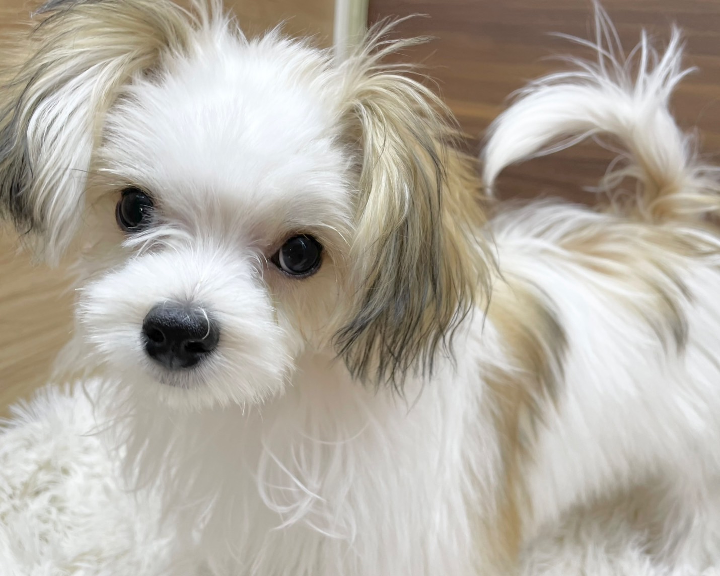 群馬県のマルチーズ×パピヨン (かねだいペットトライアル桐生/2025年6月9日生まれ/女の子/ホワイトブラウン)の子犬の2枚目の画像