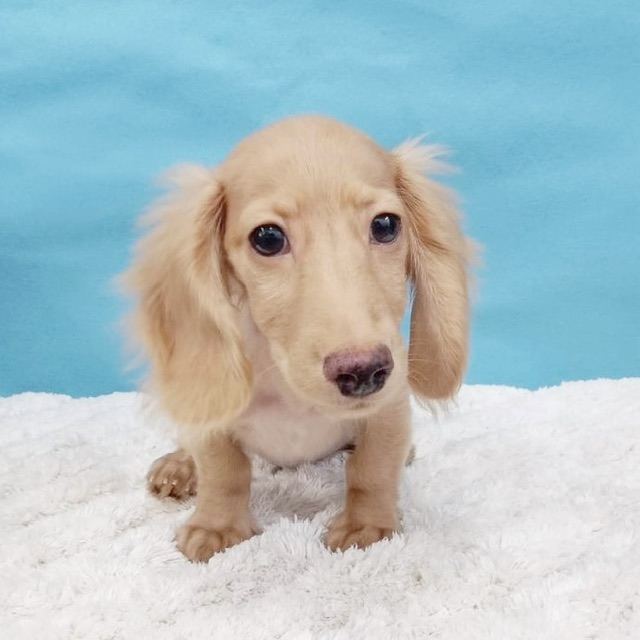 千葉県のミニチュアダックスフンド(ロング) (かねだい四街道店/2025年7月13日生まれ/男の子/イエロー)の子犬の1枚目の画像