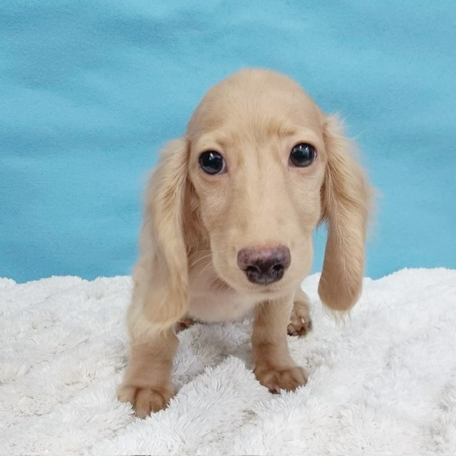 千葉県のミニチュアダックスフンド(ロング) (かねだい四街道店/2025年7月13日生まれ/男の子/イエロー)の子犬の2枚目の画像