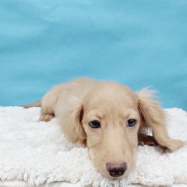 千葉県のミニチュアダックスフンド(ロング) (かねだい四街道店/2025年7月13日生まれ/男の子/イエロー)の子犬の3枚目の画像