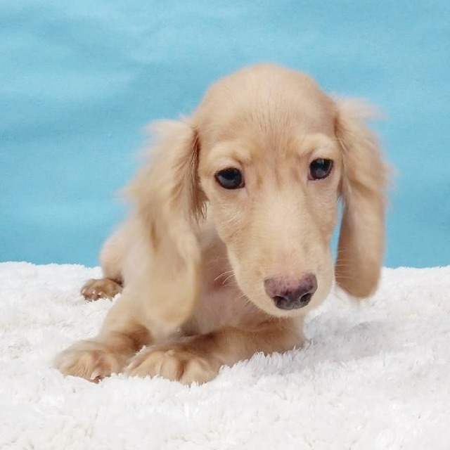 千葉県のミニチュアダックスフンド(ロング) (かねだい四街道店/2025年7月13日生まれ/男の子/イエロー)の子犬の4枚目の画像