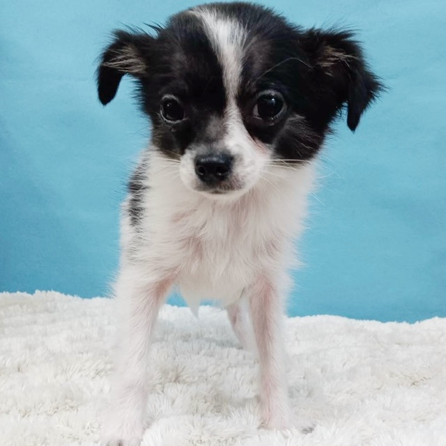 千葉県のチワワ(ロング) (かねだい四街道店/2025年8月3日生まれ/男の子/ブラックタンホワイト)の子犬の1枚目の画像