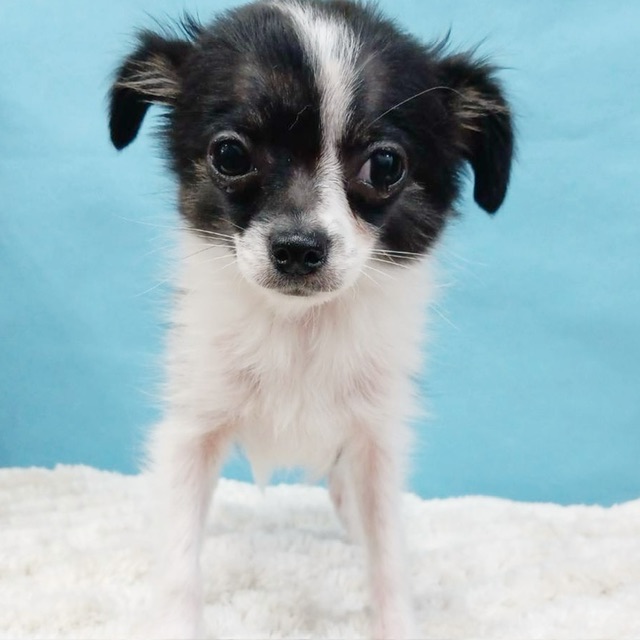 千葉県のチワワ(ロング) (かねだい四街道店/2025年8月3日生まれ/男の子/ブラックタンホワイト)の子犬の2枚目の画像