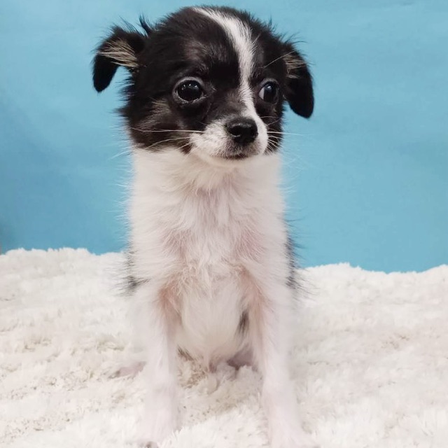 千葉県のチワワ(ロング) (かねだい四街道店/2025年8月3日生まれ/男の子/ブラックタンホワイト)の子犬の3枚目の画像