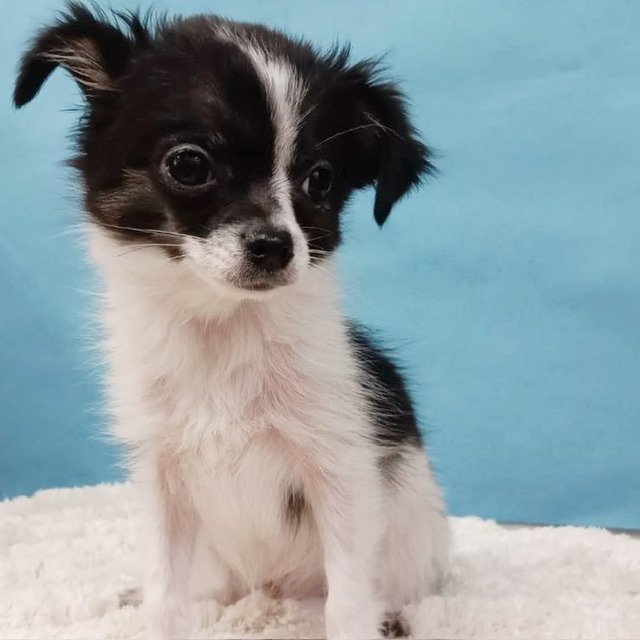 千葉県のチワワ(ロング) (かねだい四街道店/2025年8月3日生まれ/男の子/ブラックタンホワイト)の子犬の4枚目の画像