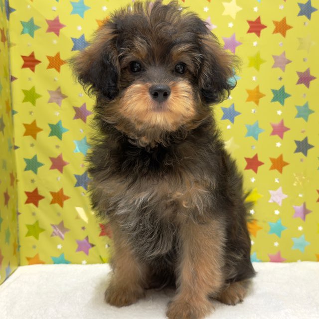 東京都のハーフ犬・ミックス犬 (かねだい足立店/2025年7月23日生まれ/男の子/フォーン)の子犬の1枚目の画像