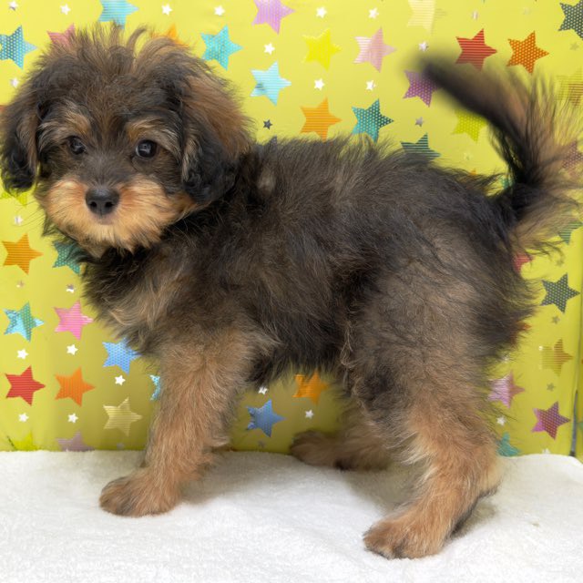 東京都のハーフ犬・ミックス犬 (かねだい足立店/2025年7月23日生まれ/男の子/フォーン)の子犬の2枚目の画像