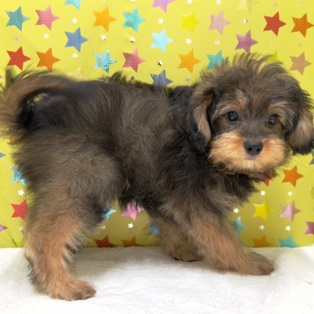 東京都のハーフ犬・ミックス犬 (かねだい足立店/2025年7月23日生まれ/男の子/フォーン)の子犬の3枚目の画像