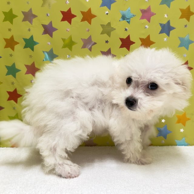 東京都のビションフリーゼ (かねだい足立店/2025年8月8日生まれ/男の子/ホワイト)の子犬の3枚目の画像