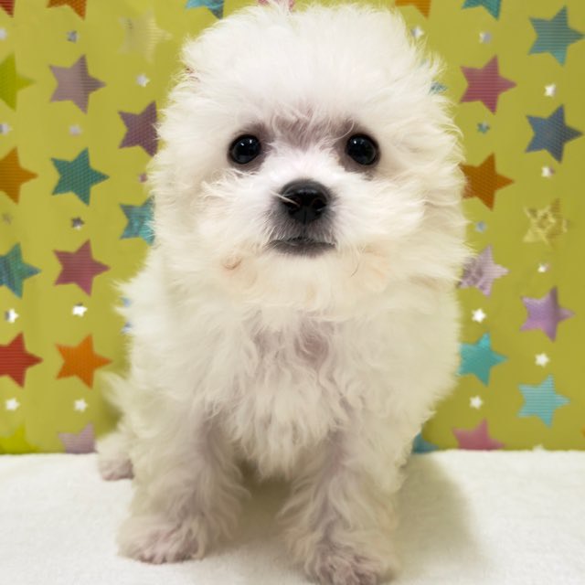 東京都のビションフリーゼ (かねだい足立店/2025年8月8日生まれ/男の子/ホワイト)の子犬の1枚目の画像