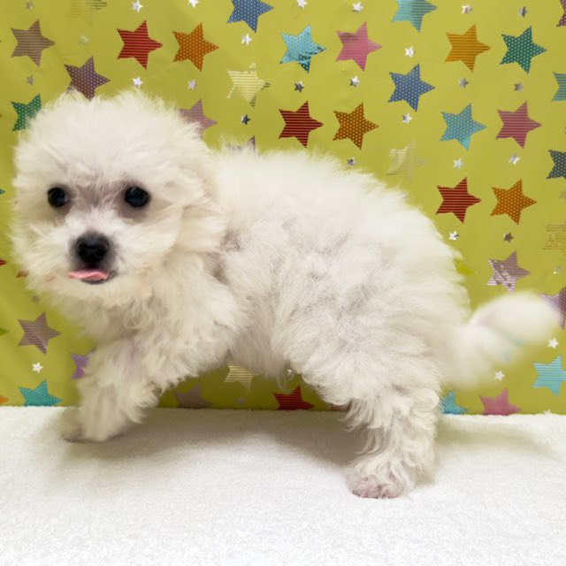 東京都のビションフリーゼ (かねだい足立店/2025年8月8日生まれ/男の子/ホワイト)の子犬の2枚目の画像