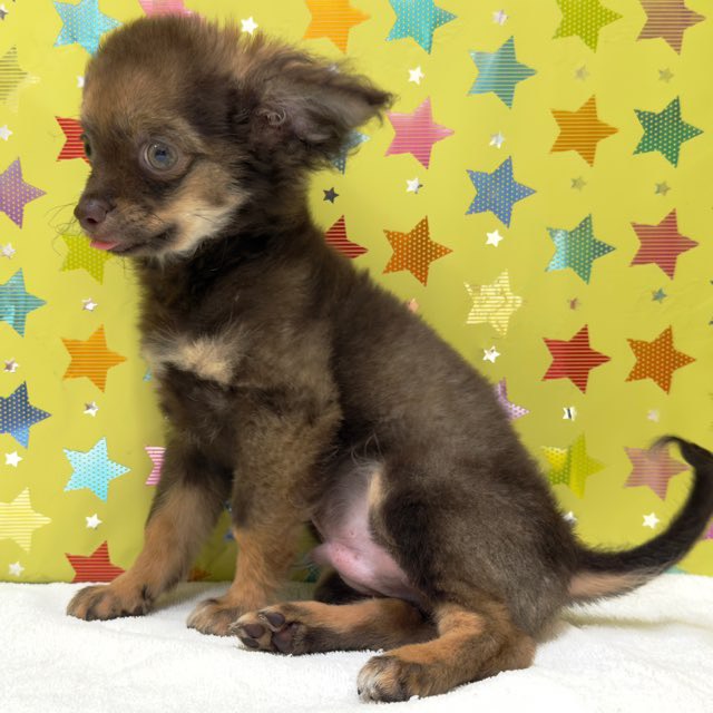 東京都のハーフ犬・ミックス犬 (かねだい足立店/2025年8月2日生まれ/男の子/その他色)の子犬の3枚目の画像