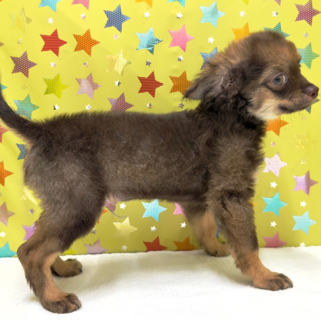 東京都のハーフ犬・ミックス犬 (かねだい足立店/2025年8月2日生まれ/男の子/その他色)の子犬の2枚目の画像