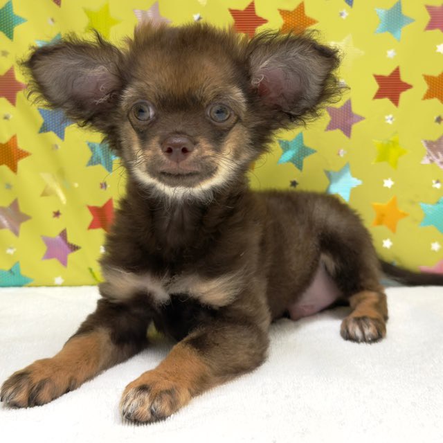 東京都のハーフ犬・ミックス犬 (かねだい足立店/2025年8月2日生まれ/男の子/その他色)の子犬の1枚目の画像