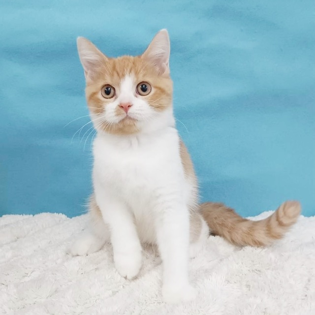 千葉県のミヌエット (かねだい四街道店/2025年7月12日生まれ/男の子/レッドタビーホワイト)の子猫の1枚目の画像