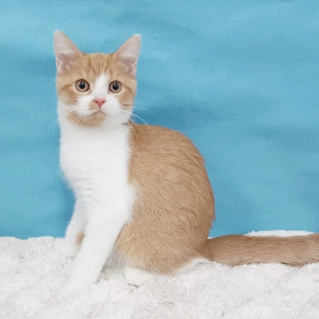 千葉県のミヌエット (かねだい四街道店/2025年7月12日生まれ/男の子/レッドタビーホワイト)の子猫の2枚目の画像