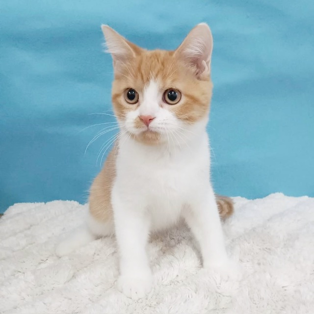 千葉県のミヌエット (かねだい四街道店/2025年7月12日生まれ/男の子/レッドタビーホワイト)の子猫の3枚目の画像