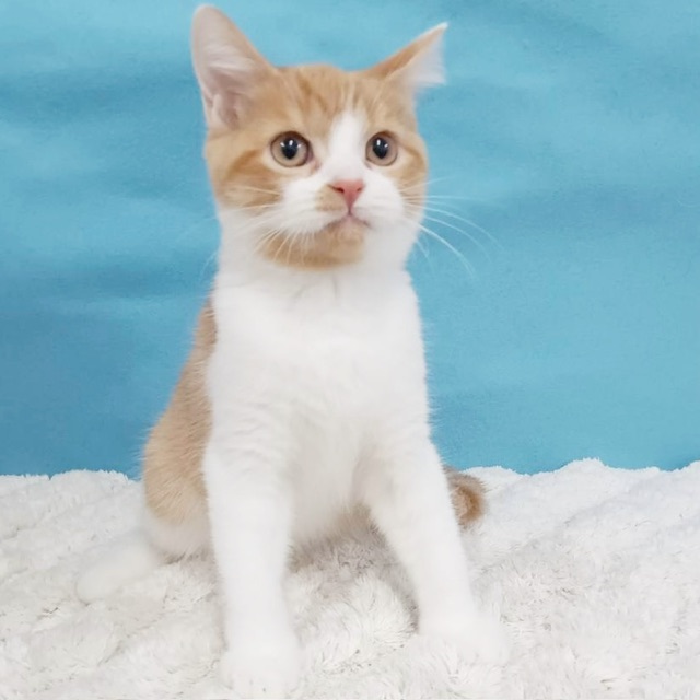 千葉県のミヌエット (かねだい四街道店/2025年7月12日生まれ/男の子/レッドタビーホワイト)の子猫の4枚目の画像